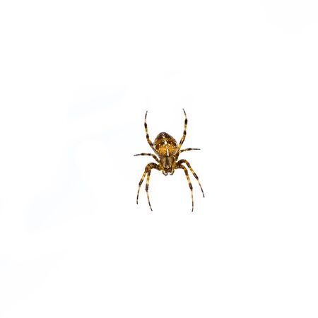 spider isolated on white background