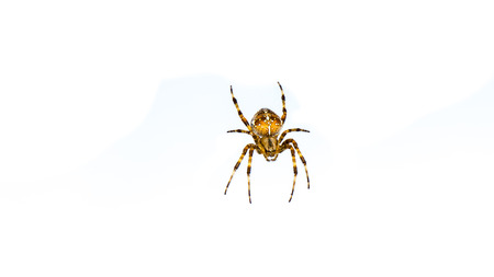 spider isolated on white backgroundの写真素材