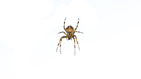 spider isolated on white backgroundの写真素材
