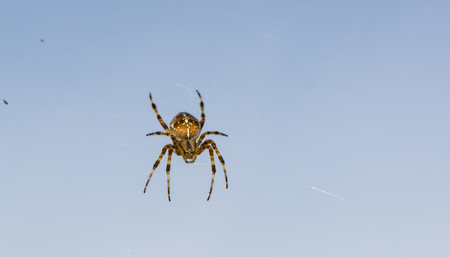spider on blue sky background. hunterの写真素材