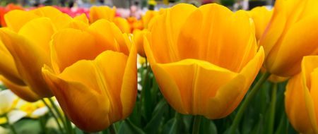 flowers tulips in dutch park wallpaper backgroundの写真素材