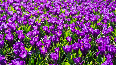 flowers tulips in dutch park wallpaper backgroundの写真素材