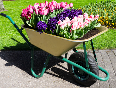 flowers tulips in dutch park wallpaper backgroundの写真素材