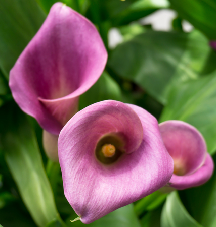 flowers tulips in dutch park wallpaper backgroundの写真素材