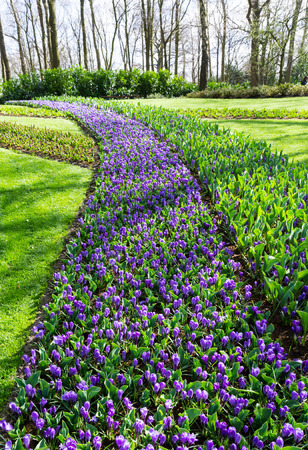 flowers tulips in dutch park wallpaper backgroundの写真素材