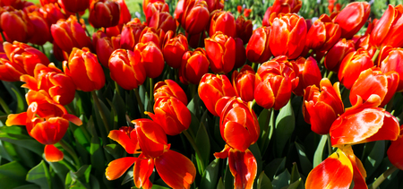 flowers tulips in dutch park wallpaper backgroundの写真素材