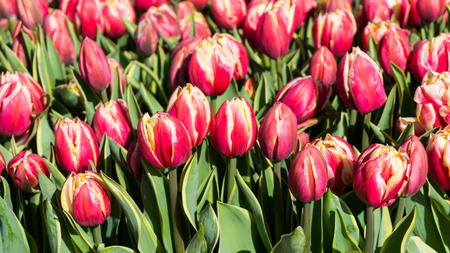 flowers tulips in dutch park wallpaper backgroundの写真素材