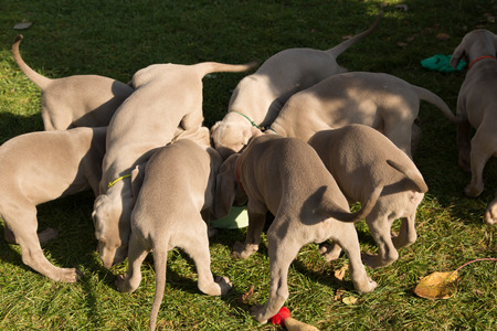 dogs doggy breed weimaraner petsの写真素材