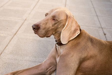 dogs doggy breed weimaraner petsの写真素材