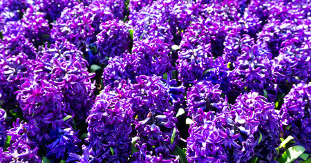 flowers tulips in dutch park wallpaper backgroundの写真素材
