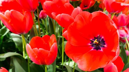 flowers tulips in dutch park wallpaper backgroundの写真素材