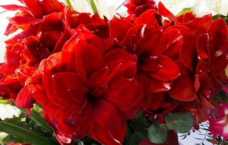 flowers tulips in dutch park wallpaper backgroundの写真素材