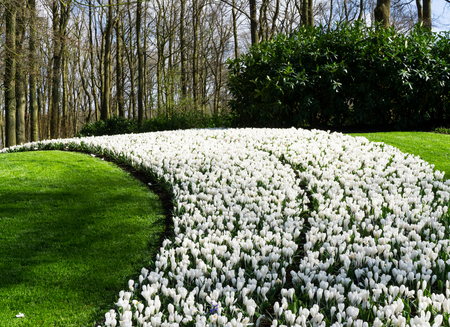 flowers tulips in dutch park wallpaper backgroundの写真素材