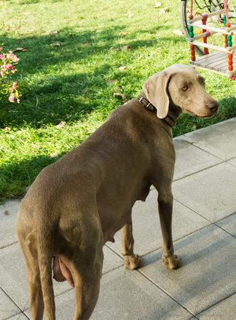 dogs doggy breed weimaraner petsの写真素材
