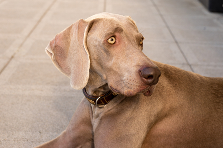 dogs doggy breed weimaraner petsの写真素材