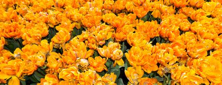flowers tulips in dutch park wallpaper backgroundの写真素材