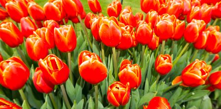 flowers tulips in dutch park wallpaper backgroundの写真素材