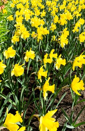 flowers tulips in dutch park wallpaper backgroundの写真素材