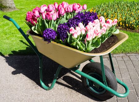 flowers tulips in dutch park wallpaper backgroundの写真素材