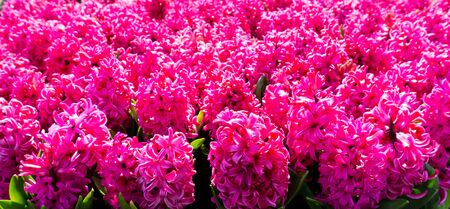 flowers tulips in dutch park wallpaper backgroundの写真素材