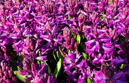 flowers tulips in dutch park wallpaper backgroundの写真素材
