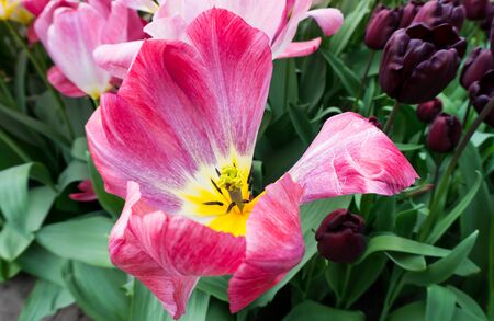 flowers tulips in dutch park wallpaper backgroundの写真素材