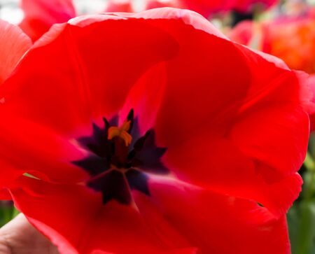 flowers tulips in dutch park wallpaper backgroundの写真素材
