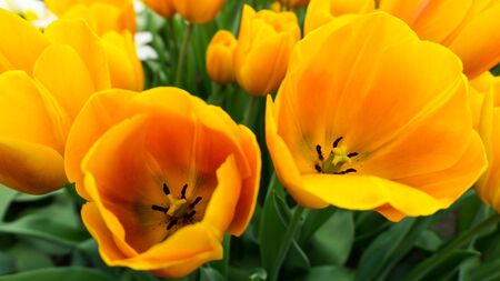 flowers tulips in dutch park wallpaper backgroundの写真素材