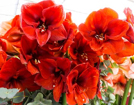 flowers tulips in dutch park wallpaper backgroundの写真素材
