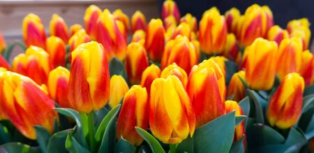 flowers tulips in dutch park wallpaper backgroundの写真素材