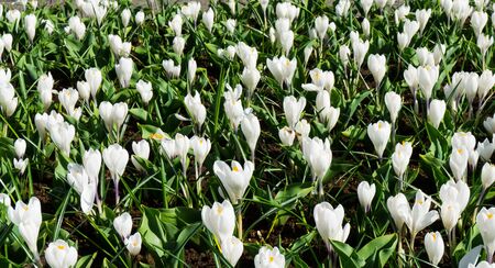 flowers tulips in dutch park wallpaper backgroundの写真素材
