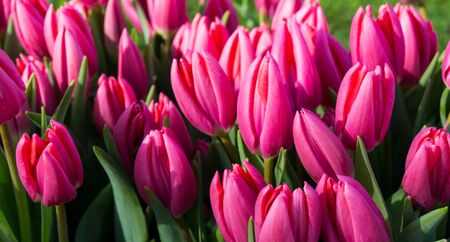 flowers tulips in dutch park wallpaper backgroundの写真素材