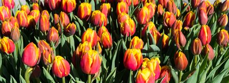 flowers tulips in dutch park wallpaper backgroundの写真素材