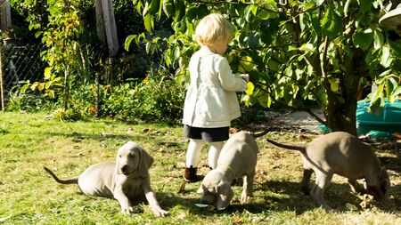 dogs doggy breed weimaraner petsの写真素材