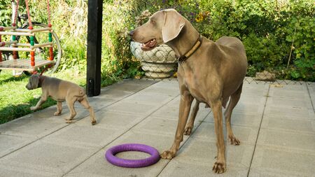 dogs doggy breed weimaraner petsの写真素材