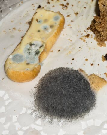 mouldy food.danger for lifeの写真素材
