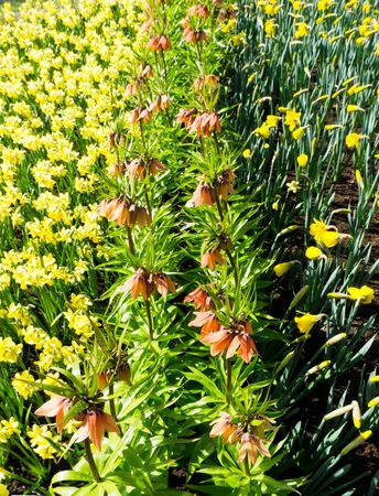 flowers tulips in dutch park wallpaper backgroundの写真素材