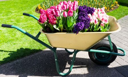 flowers tulips in dutch park wallpaper backgroundの写真素材