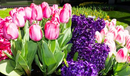 flowers tulips in dutch park wallpaper backgroundの写真素材