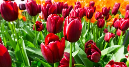 flowers tulips in dutch park wallpaper backgroundの写真素材