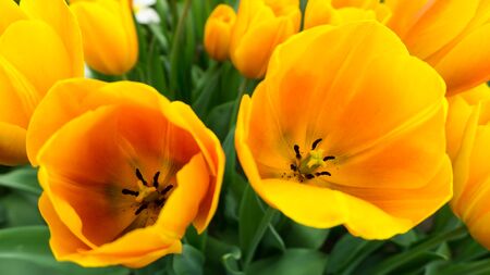 flowers tulips in dutch park wallpaper backgroundの写真素材