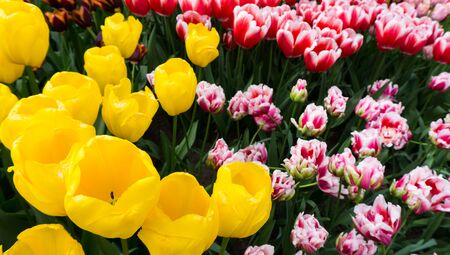 flowers tulips in dutch park wallpaper backgroundの写真素材