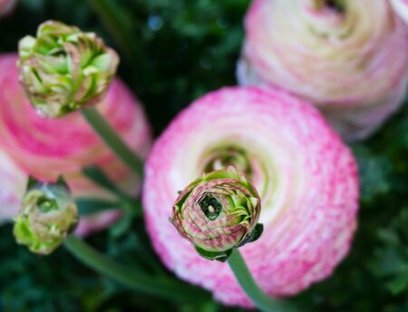 flowers tulips in dutch park wallpaper backgroundの写真素材