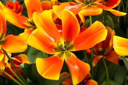 flowers tulips in dutch park wallpaper backgroundの写真素材
