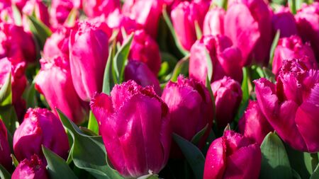 flowers tulips in dutch park wallpaper backgroundの写真素材