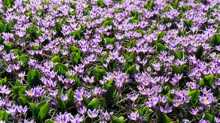 flowers tulips in dutch park wallpaper backgroundの写真素材