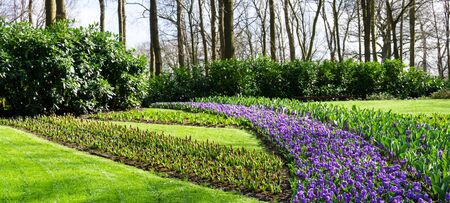 flowers tulips in dutch park wallpaper backgroundの写真素材