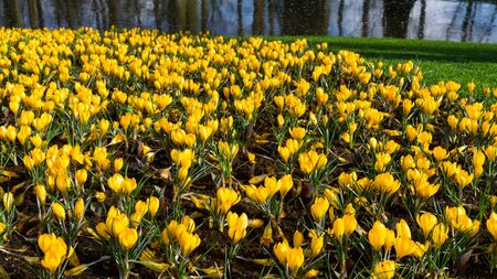 flowers tulips in dutch park wallpaper backgroundの写真素材