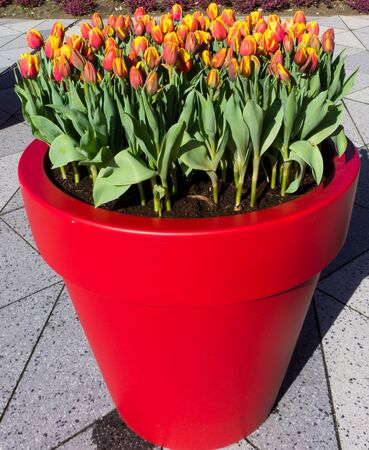 flowers tulips in dutch park wallpaper backgroundの写真素材