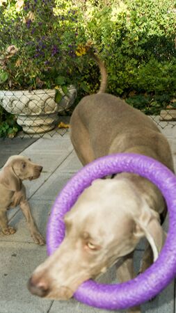 dogs doggy breed weimaraner petsの写真素材